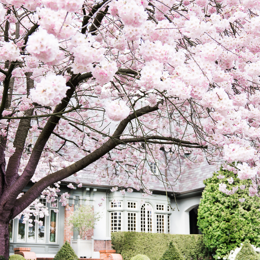 Spring cherry blossoms, Seattle Queen Anne, petite fashion blog