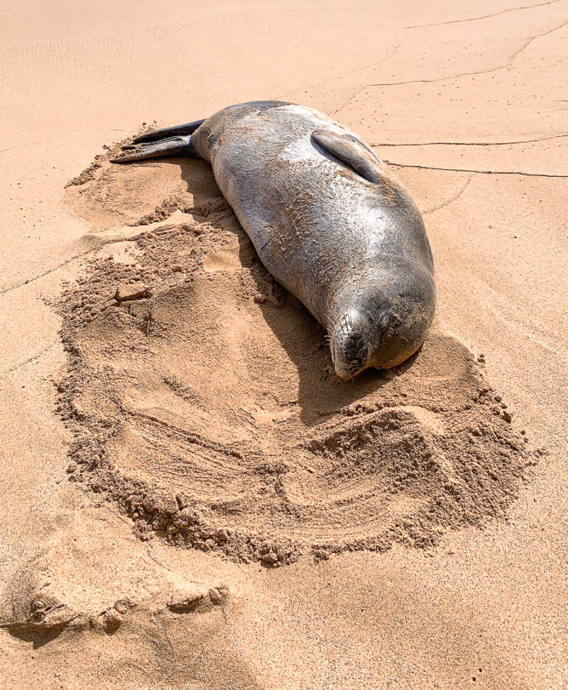 Top Things To Do and Eat in Kauai, Hawaii - Poipu Beach Hawaiian Monk Seal | Seattle Blogger Just A Tina Bit
