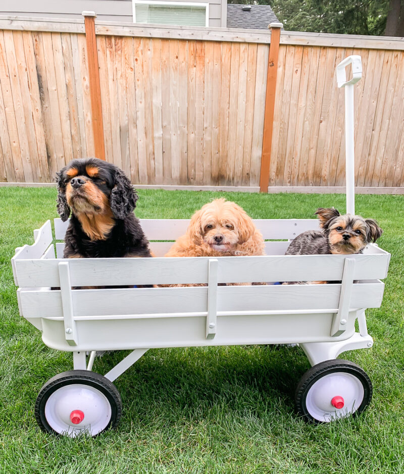 DIY project spray paint Radio Flyer wagon all white, white wagon, wedding wagon with flowers, flower wagon, wedding dog wagon