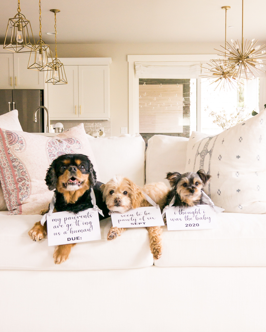 pregnancy announcement with dogs, dog signs, and sonogram photos, at home pregnancy announcement photos, DIY pregnancy announcement signs, Seattle blogger