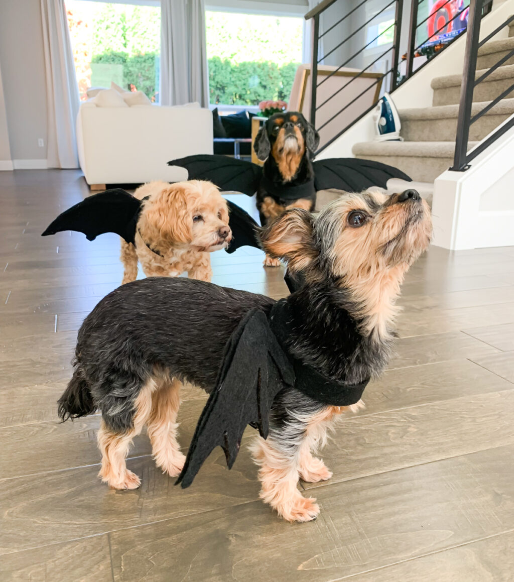 No sew DIY dragon dog costume, Game of Thrones dragon Halloween costume