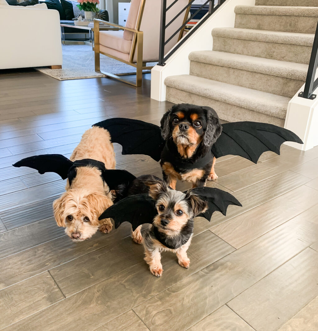 homemade costumes for dogs