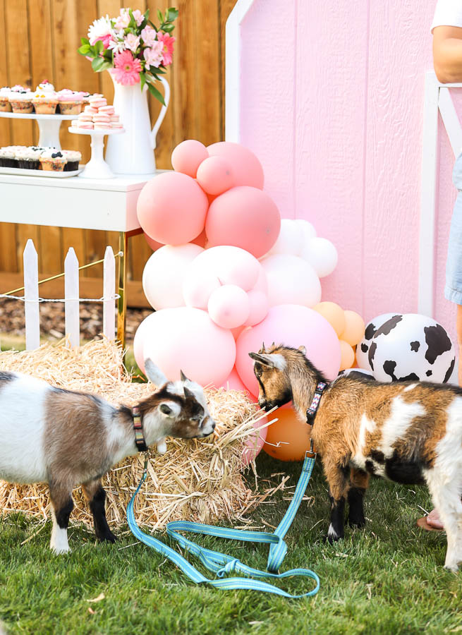 goats at party