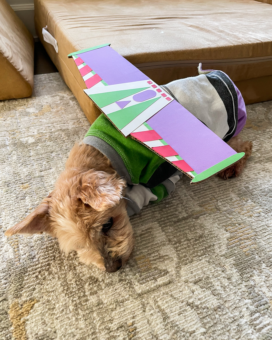 dog buzz lightyear costume, dog costume, family toy story costumes, DIY cardboard buzz lightyear wings